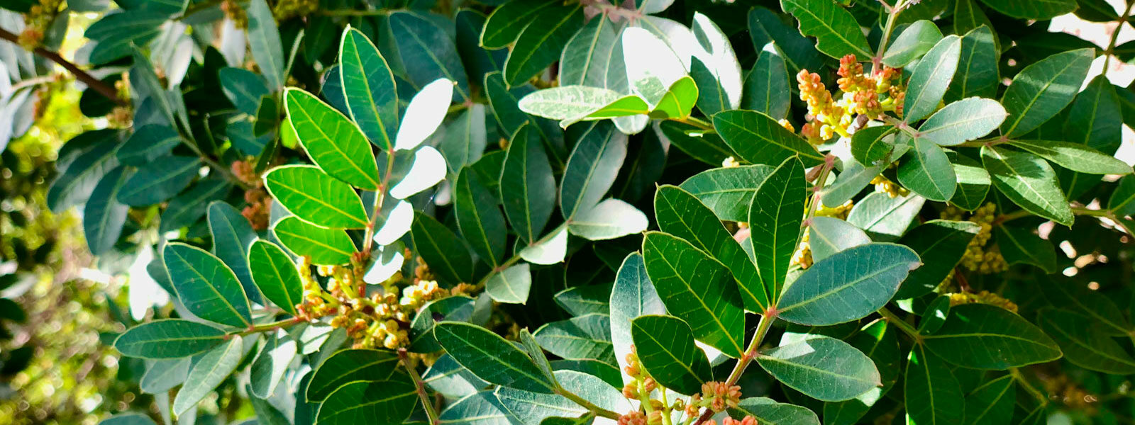 Řečík lentišek (pistacia lentiscus) listoví